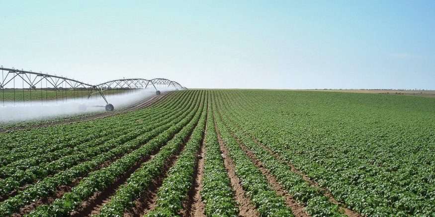 Rows of green plants with farm sprinkler watering them underneath a with blue sky