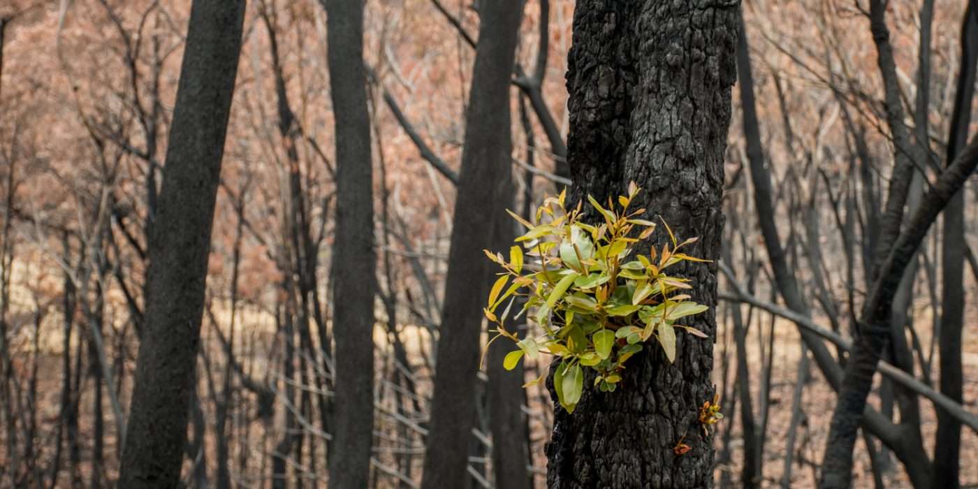 new foliage growing from burnt tree trunk in forest of other burnt trees